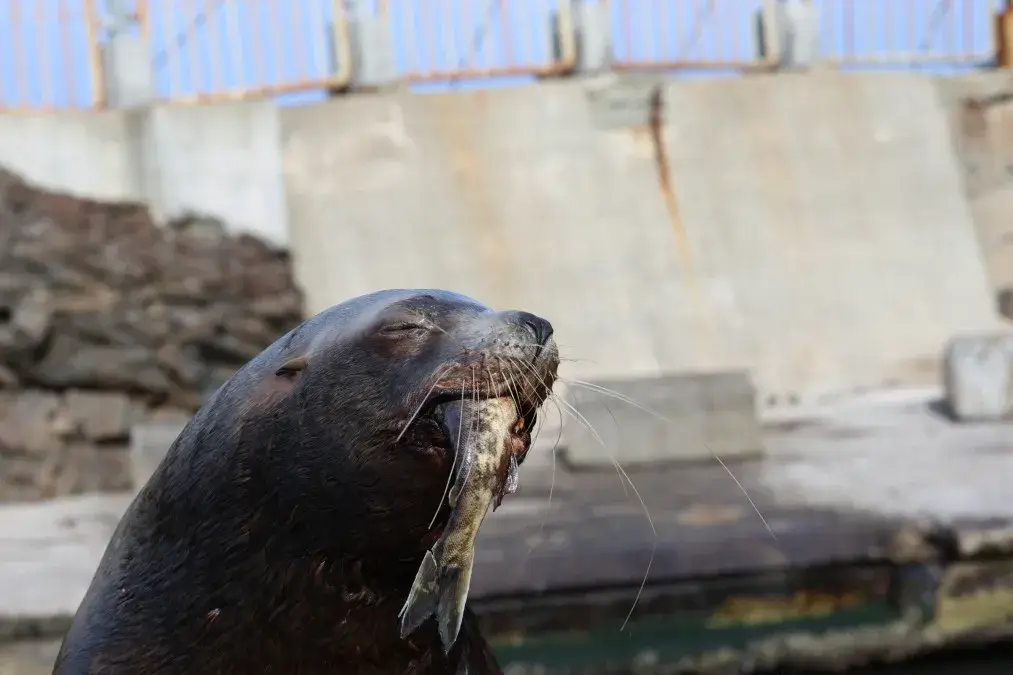 おたる水族館　鮭は飲み物4