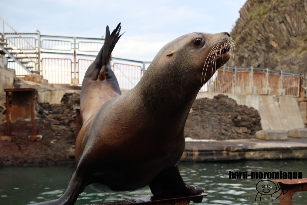 おたる水族館　トド