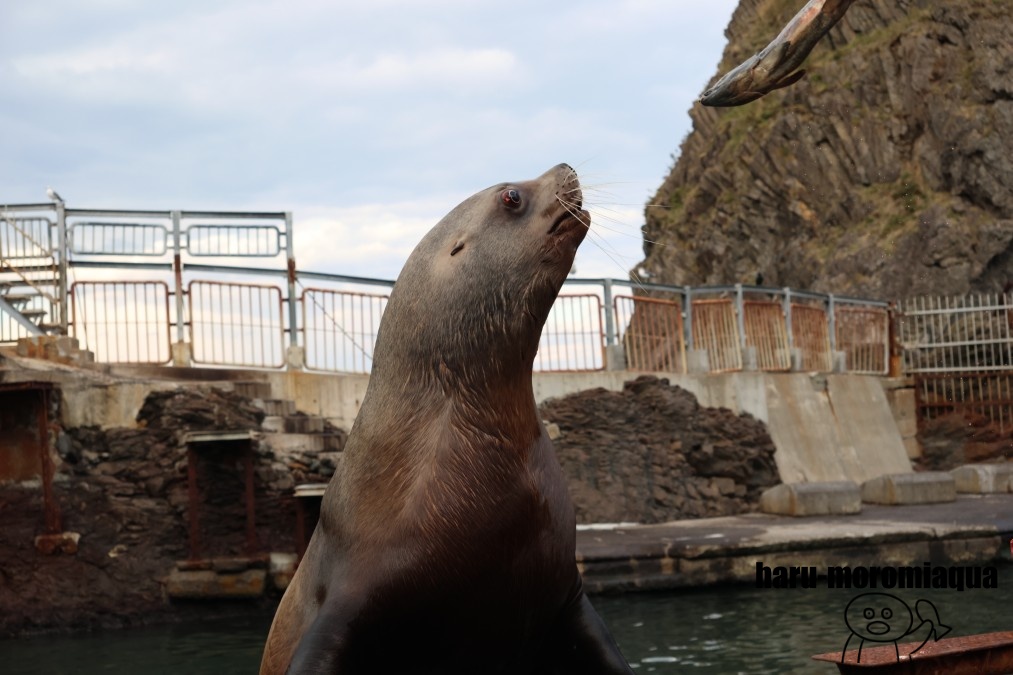 おたる水族館　鮭は飲み物