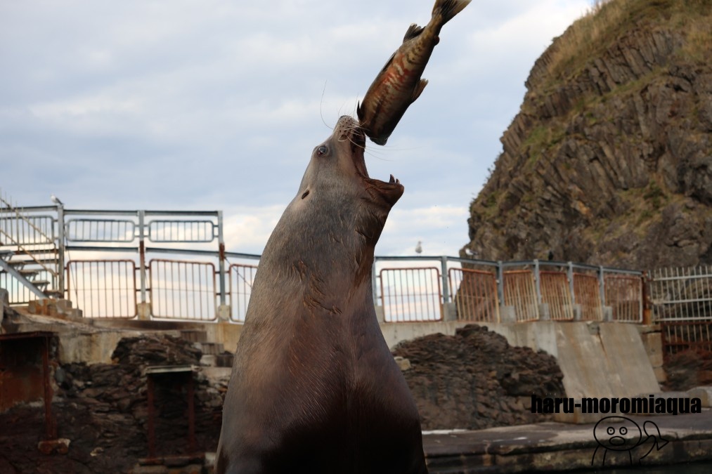 おたる水族館　鮭は飲み物2