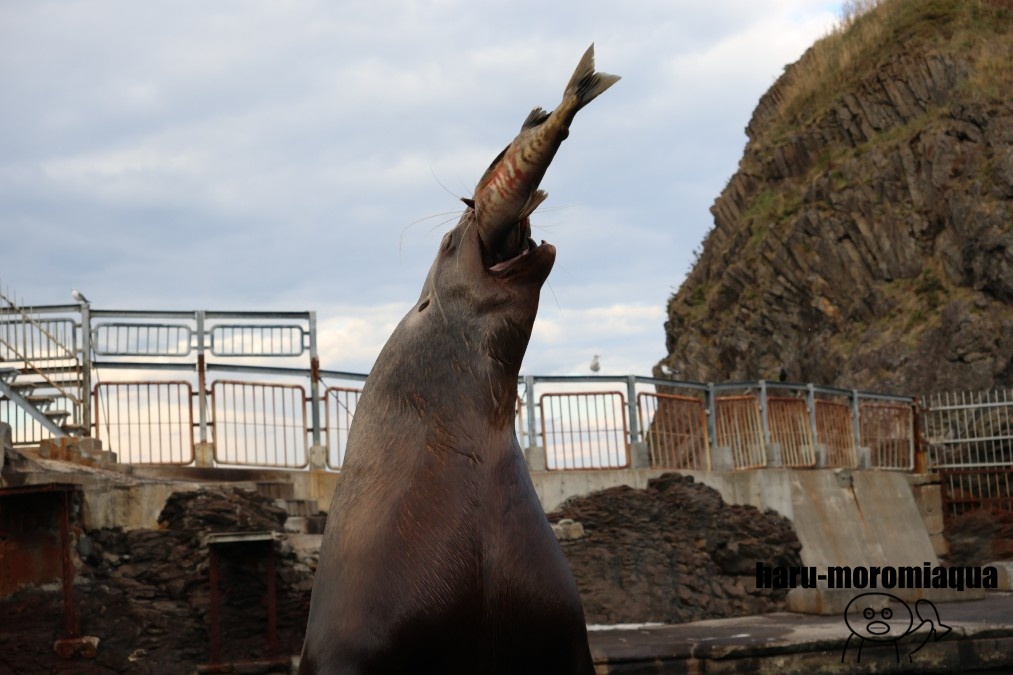 おたる水族館　鮭は飲み物3