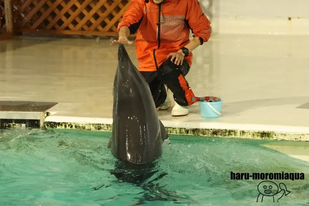 おたる水族館　イルカショー