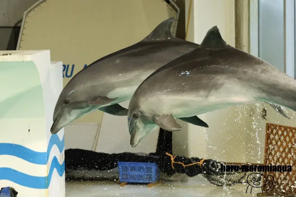 おたる水族館　イルカ