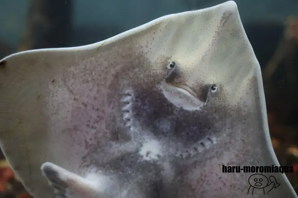 サンピアザ水族館　メガネカスベ