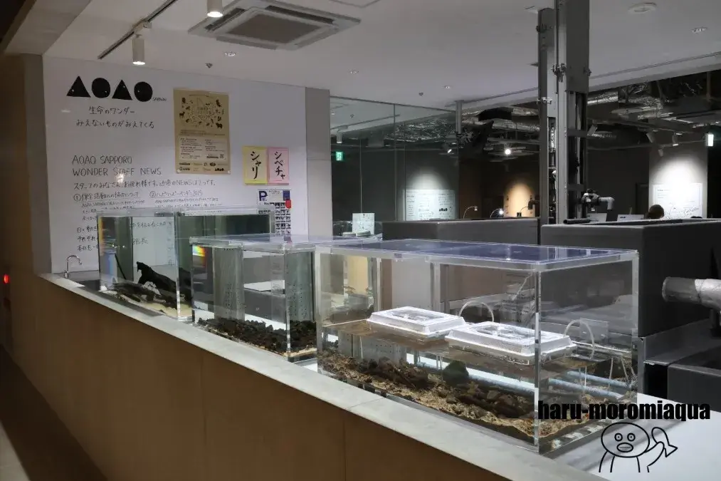 AOAO SAPPORO