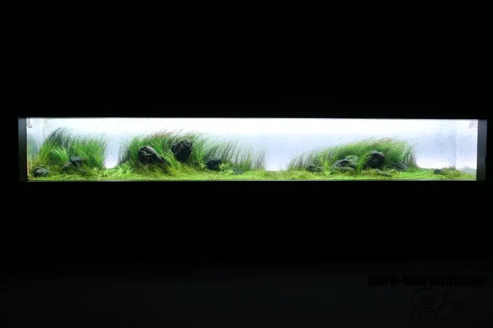AOAO SAPPORO　ネイチャーアクアリウム
