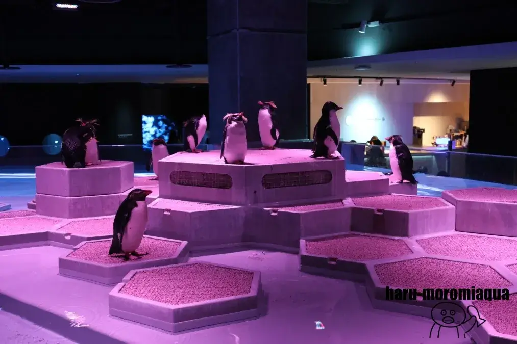 AOAO SAPPORO　イワトビペンギン