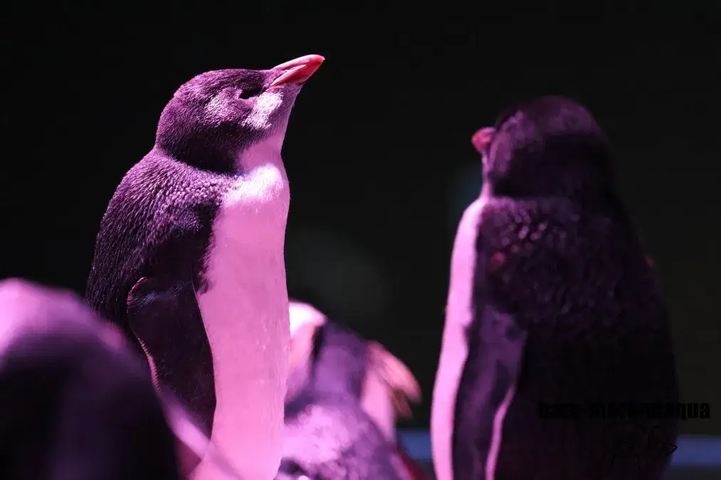 AOAO SAPPORO　キタイワトビペンギン　赤ちゃん