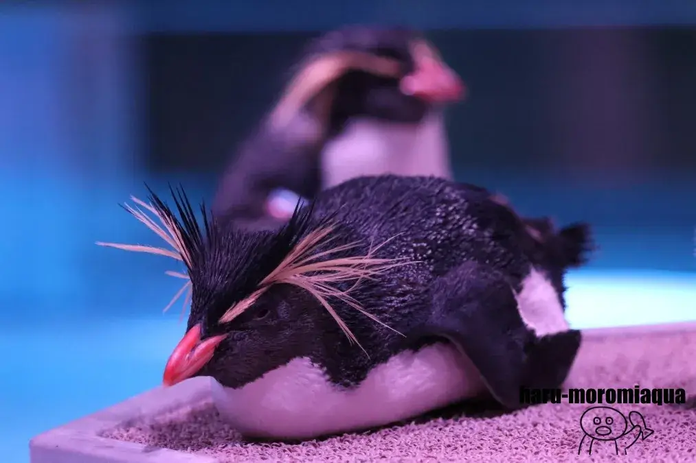 AOAO SAPPORO　キタイワトビペンギン
