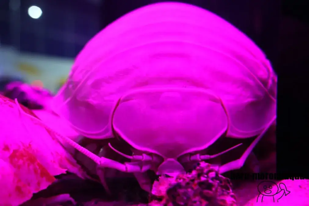 サンピアザ水族館　グソクムシ