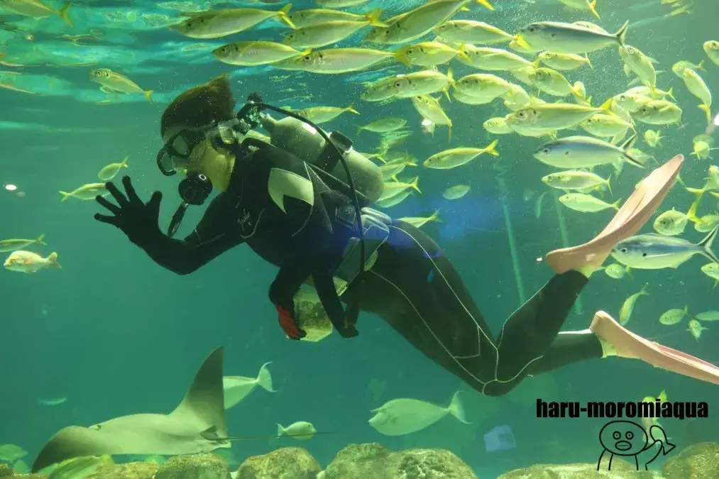 サンピアザ水族館　ダイバーショー