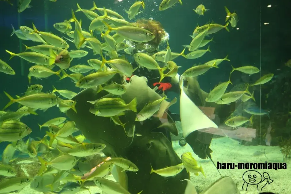 サンピアザ水族館　ダイバーショー②