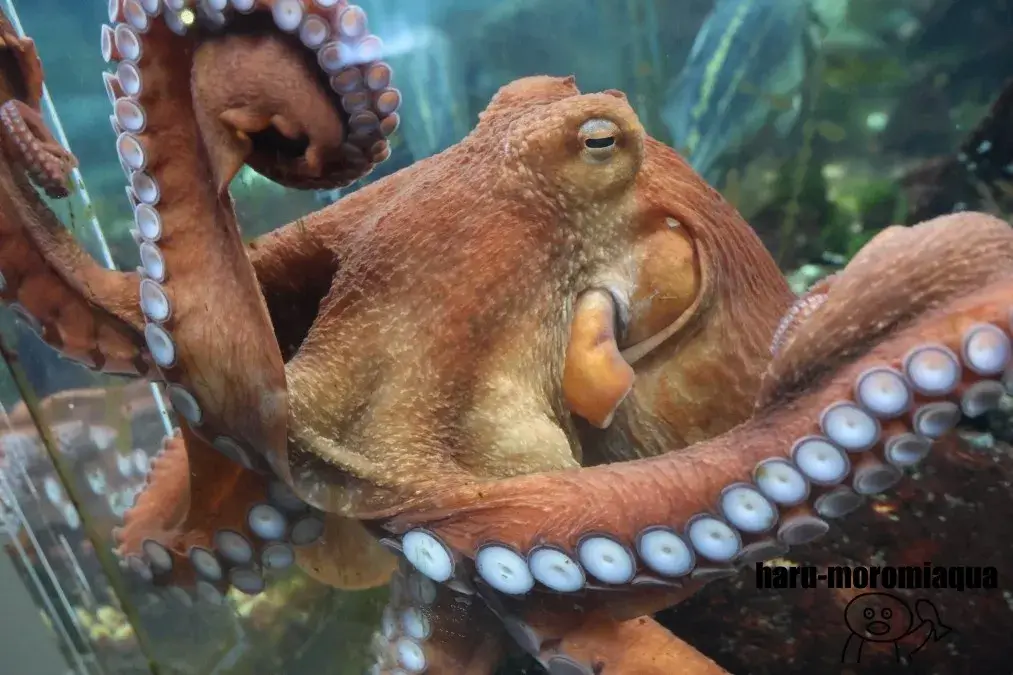 サンピアザ水族館　タコ