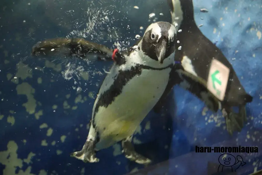 サンピアザ水族館　ペンギン