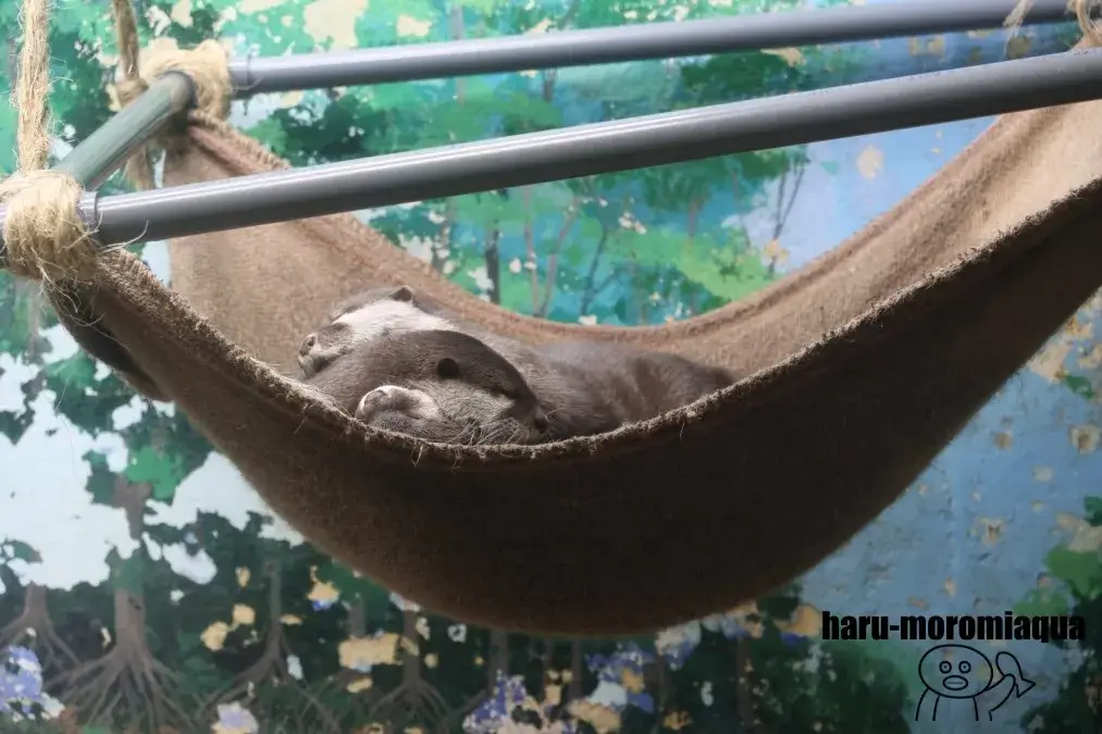 サンピアザ水族館　カワウソ