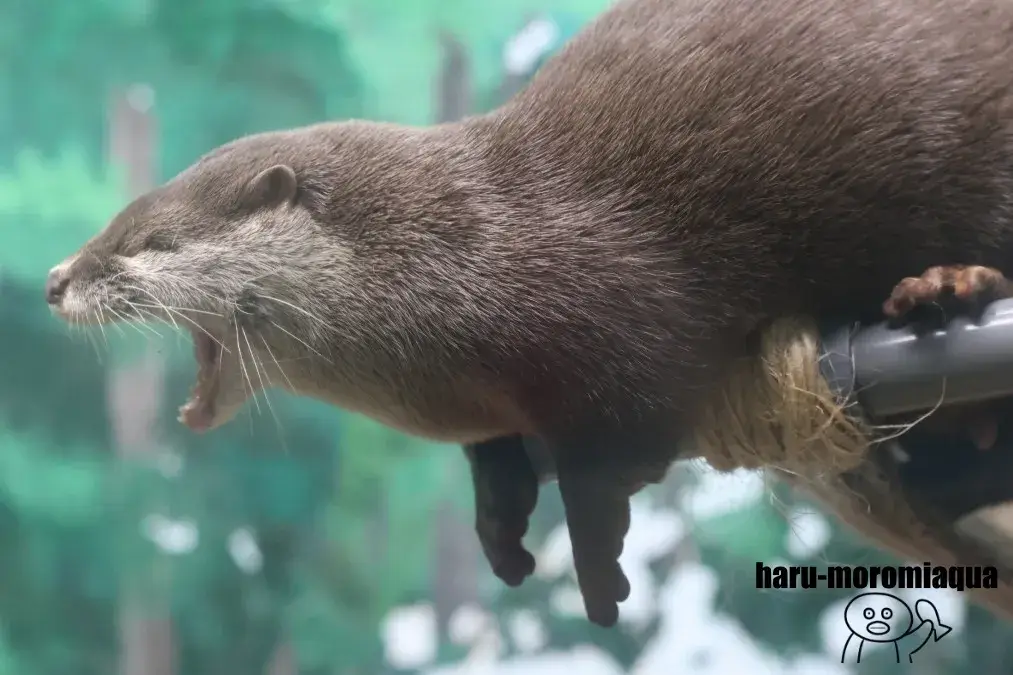 サンピアザ水族館　コツメカワウソ