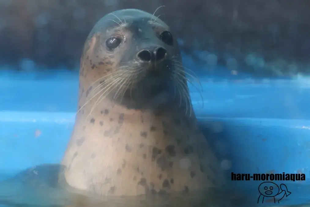 サンピアザ水族館　アザラシ
