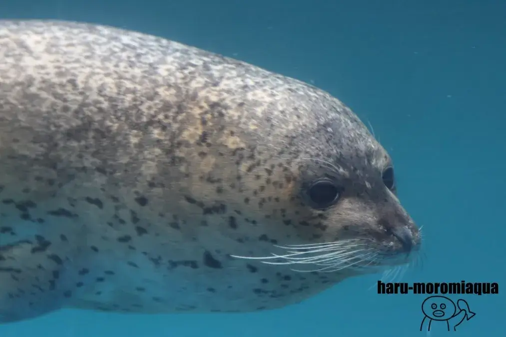 サンピアザ水族館　ゴマフアザラシ
