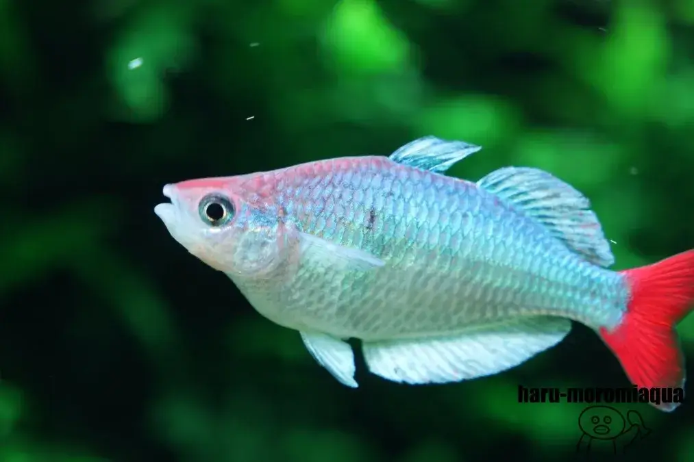 AOAO SAPPORO　熱帯魚
