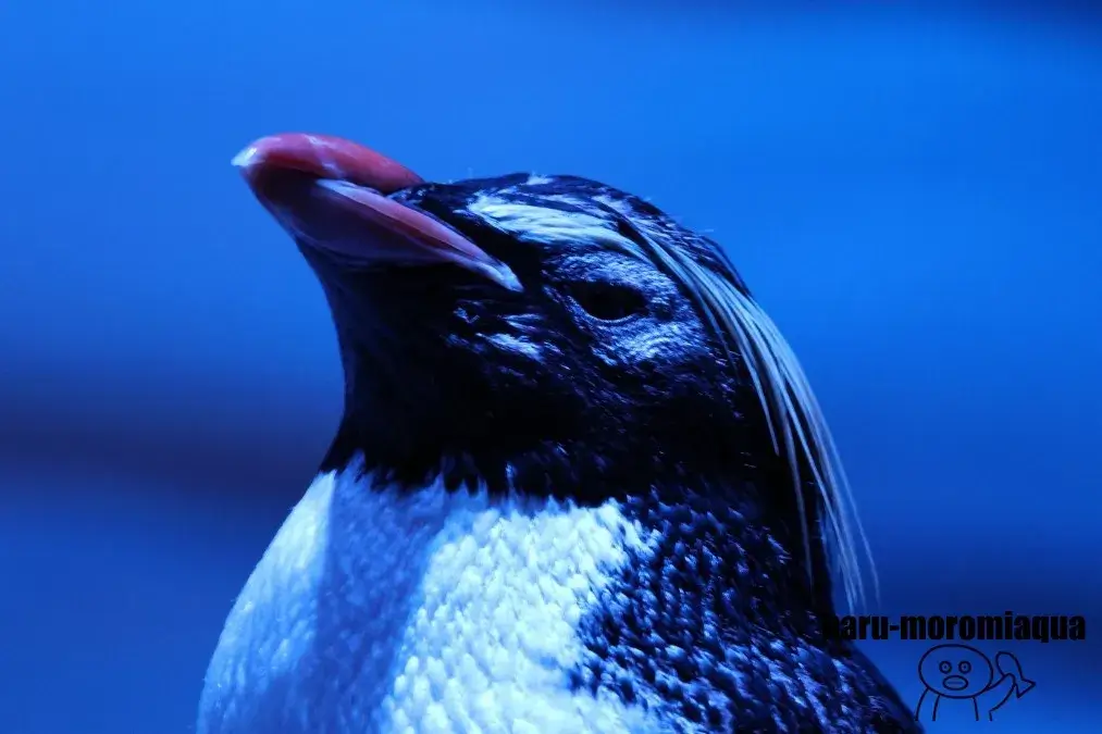 AOAO SAPPORO　イワトビペンギン