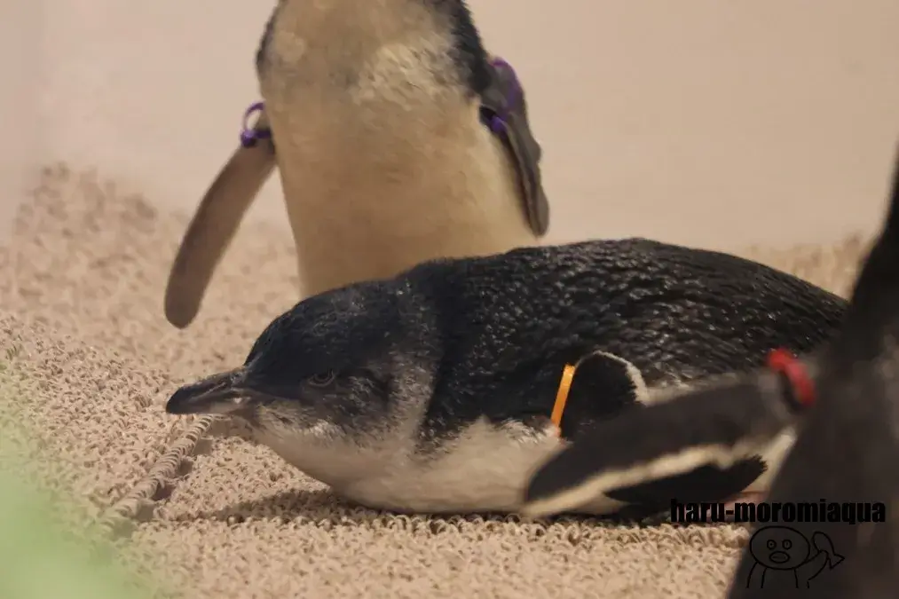 AOAO SAPPOROフェアリーペンギン