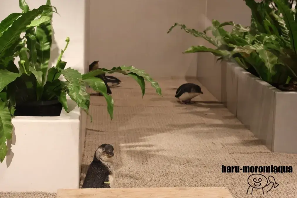AOAO SAPPORO　フェアリーペンギン