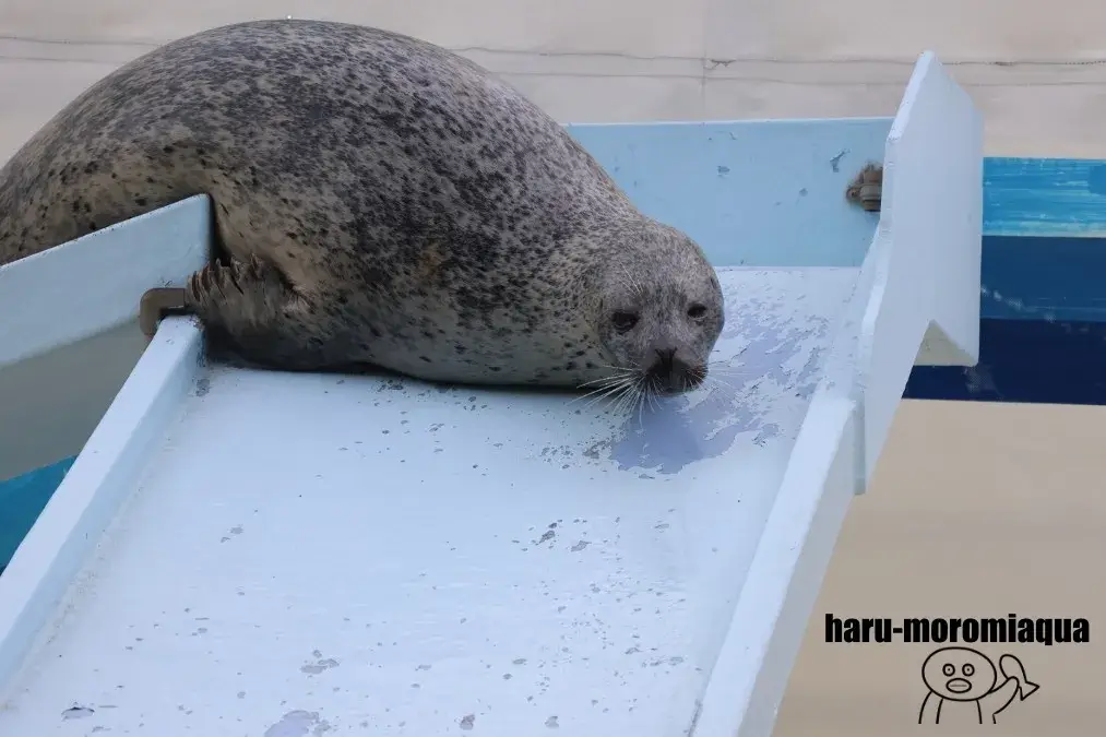 おたる水族館　アザラシのじかん
