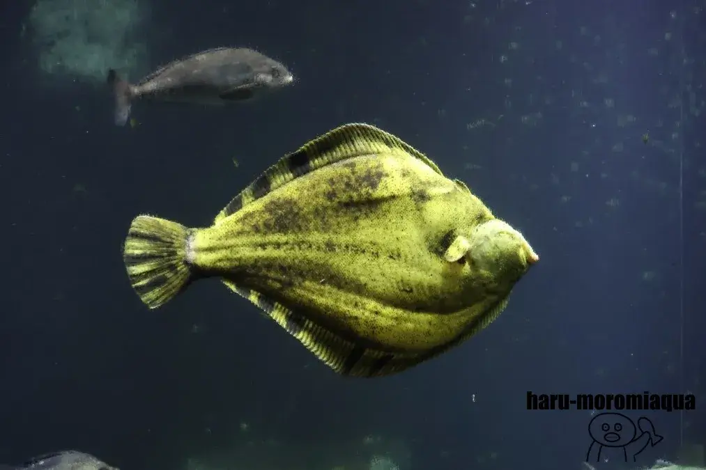 おたる水族館　カレイ