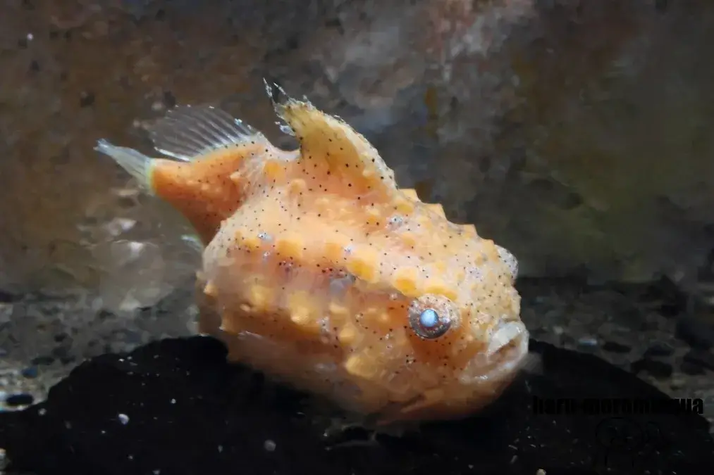 おたる水族館　ダンゴウオ