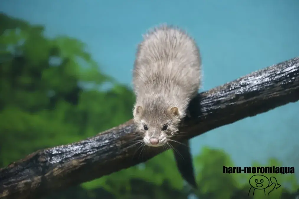 千歳水族館　ミンク