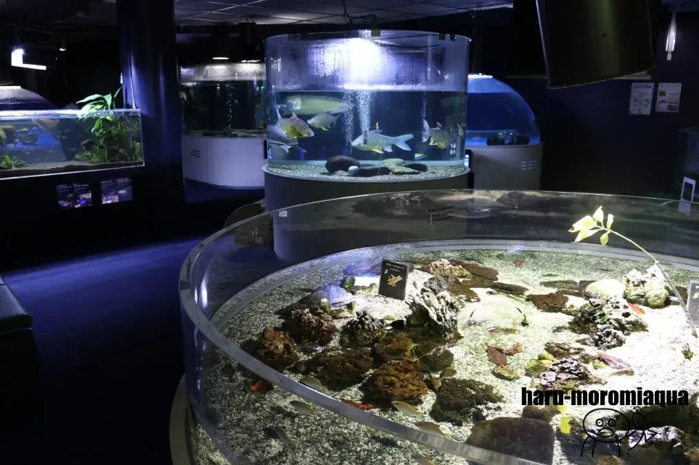 千歳水族館
