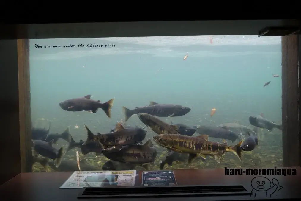 千歳水族館　千歳川