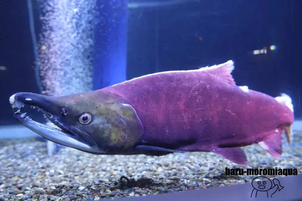 千歳水族館　ベニザケ
