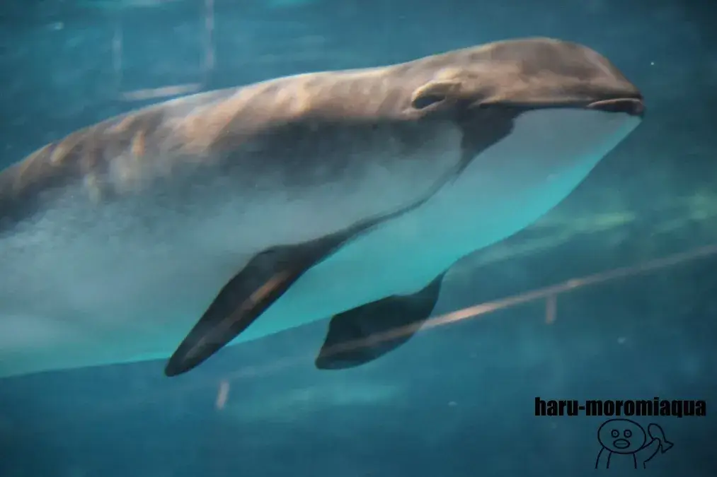 おたる水族館　ネズミイルカ