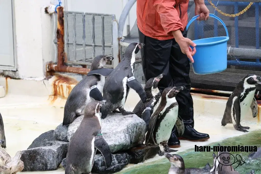 おたる水族館　ペンギンショー