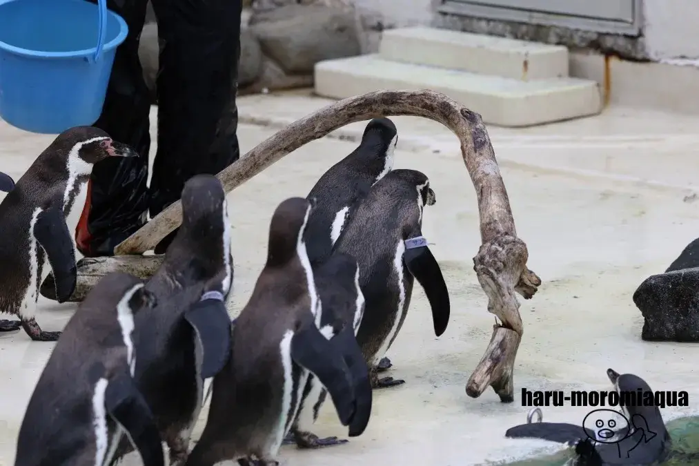 おたる水族館　ペンギン