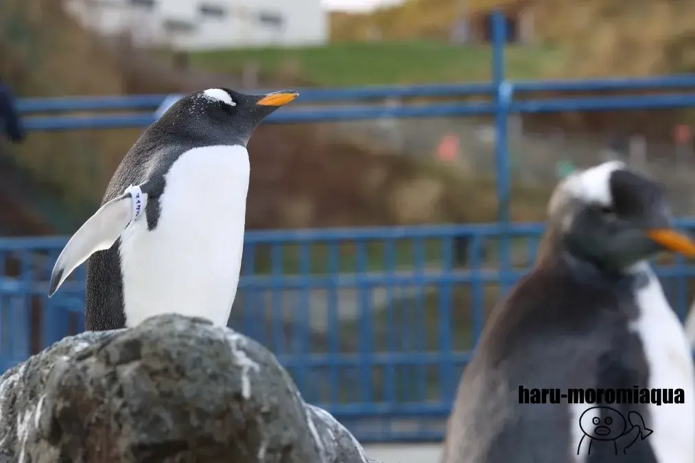 おたる水族館　ジェンツーペンギン