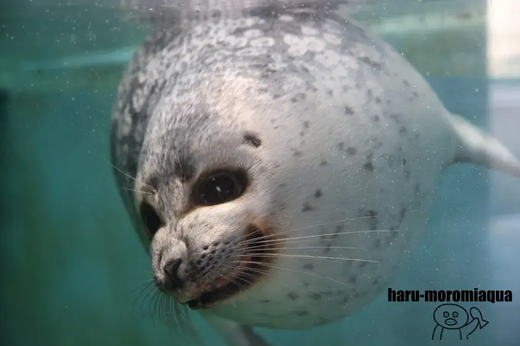 おたる水族館　ワモンアザラシ
