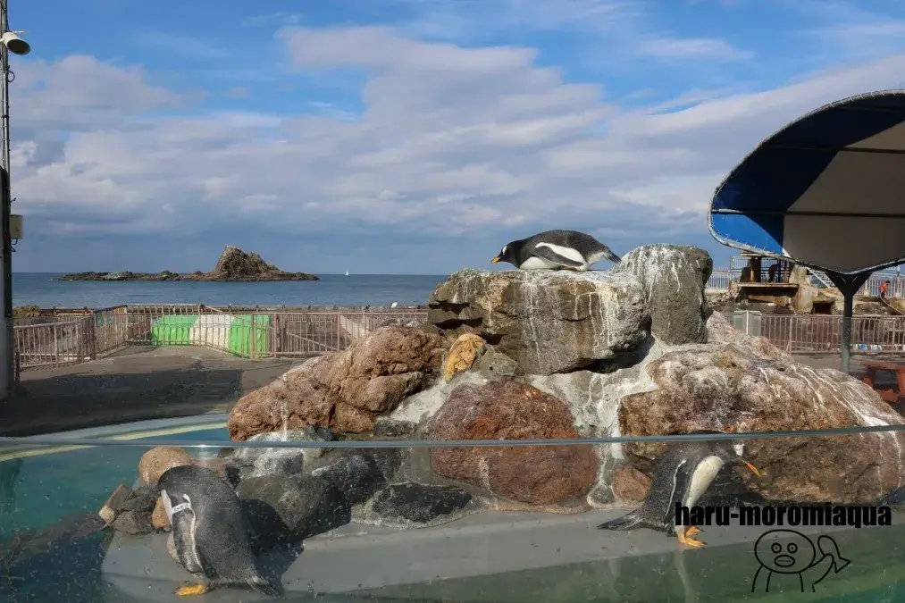 おたる水族館　海獣広場