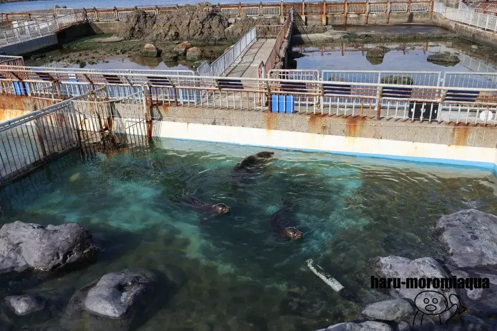 おたる水族館　海獣広場