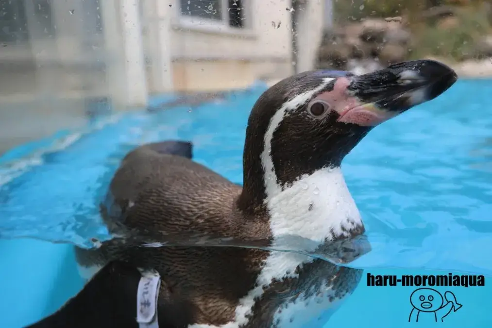 おたる水族館　フンボルトペンギン