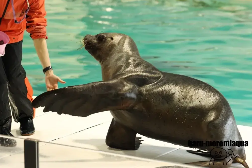 おたる水族館　オタリア