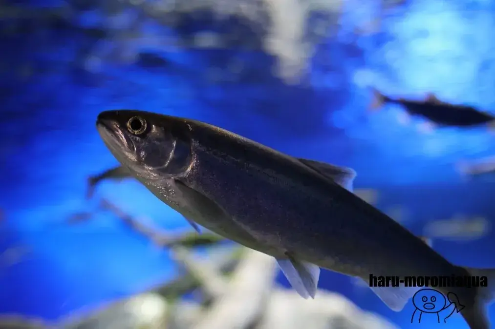 千歳水族館　魚