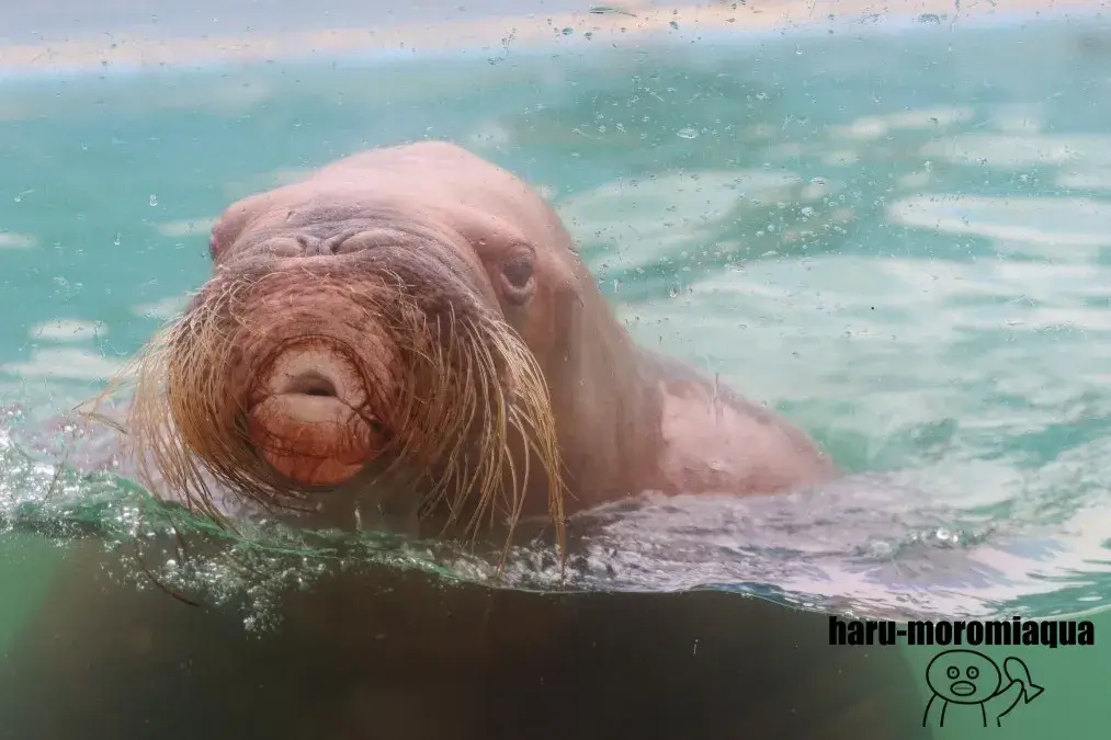 おたる水族館　セイウチ