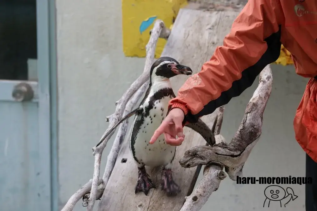 おたる水族館　ペンギンのじかん