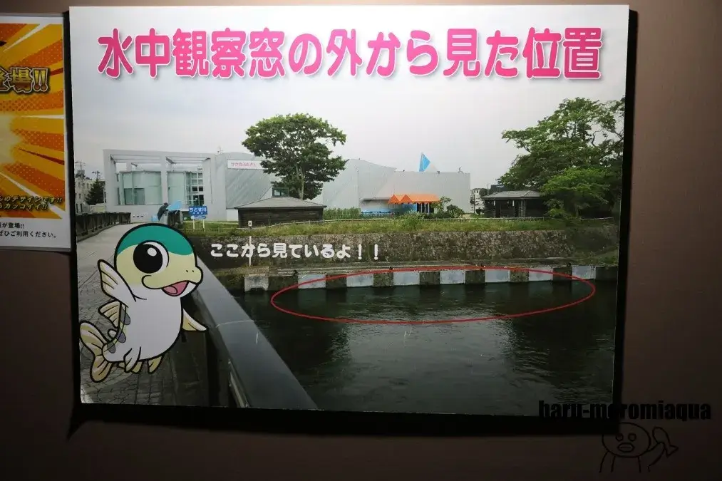 千歳水族館　水中観察窓