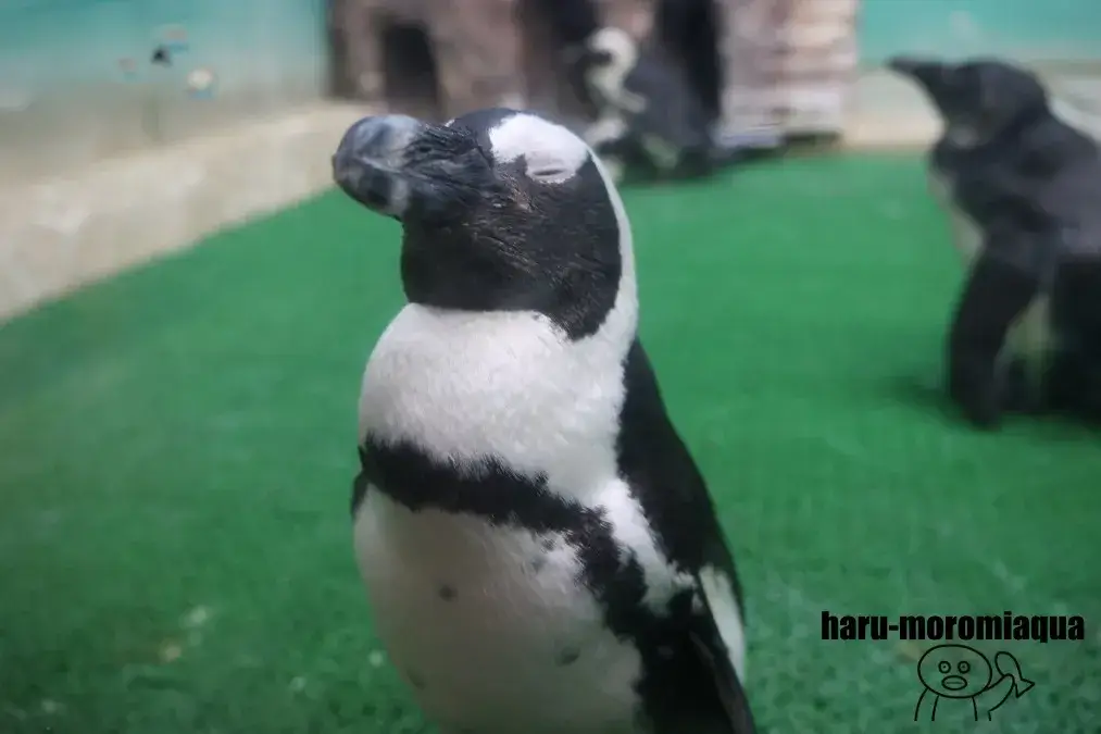 サンピアザ水族館　ケープペンギン