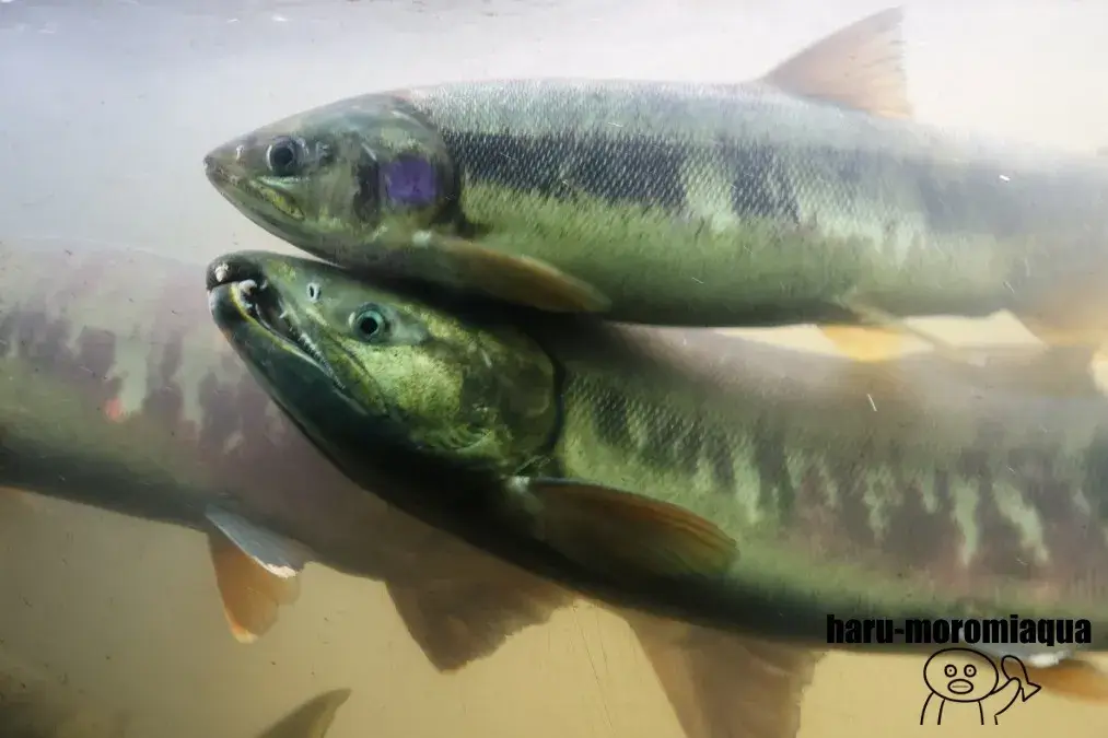 標津サーモン科学館　シロザケ