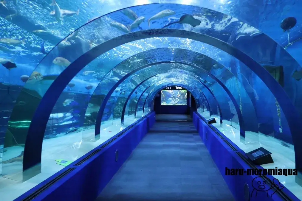 浅虫水族館　大水槽
