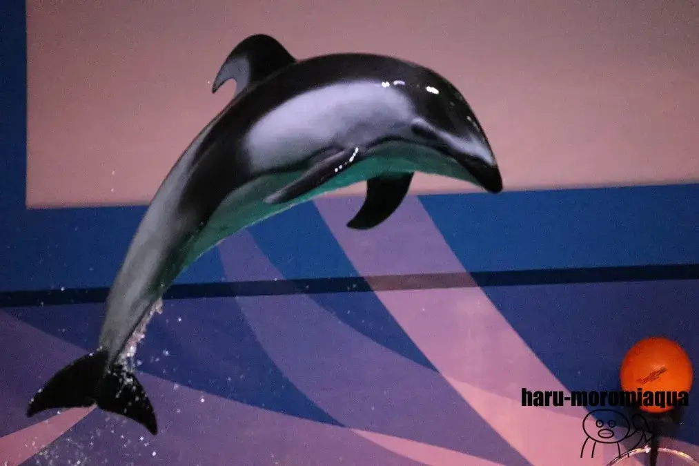 浅虫水族館　イルカショー